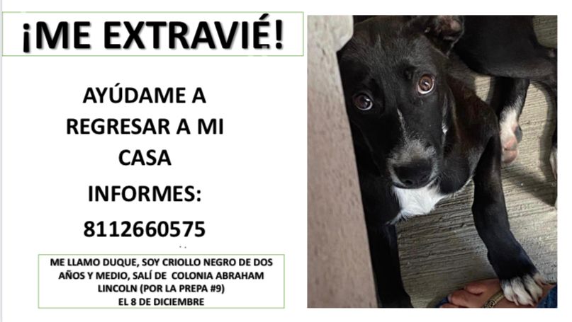 Me apoyan para que este hermoso criollito vuelva a su hogar? 
Se extravió en Residencial Lincoln en Monterrey 
🙏🙏🙏
<a href="/MtyFollow/">MtyFollow®</a> <a href="/AsiEsMonterrey/">Así Es Monterrey</a> <a href="/Mascotasresgmty/">Mascotas Resguardadas Monterrey, Nuevo León</a>