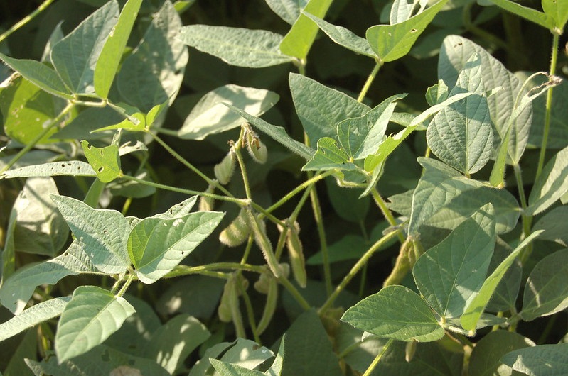 Journal_JSSPN's tweet photo. Another article added to our #BiocharCollection
#Biochar Amendment in Combination with #Endophytic Bacteria Stimulates #Photosynthetic Activity and #Antioxidant Enzymes to Improve #Soybean Yield Under #Drought Stress
https://t.co/UJFN1AMYVG
#OrganicAmendments #GlycineMax #PGPR https://t.co/NcAf45j7vl