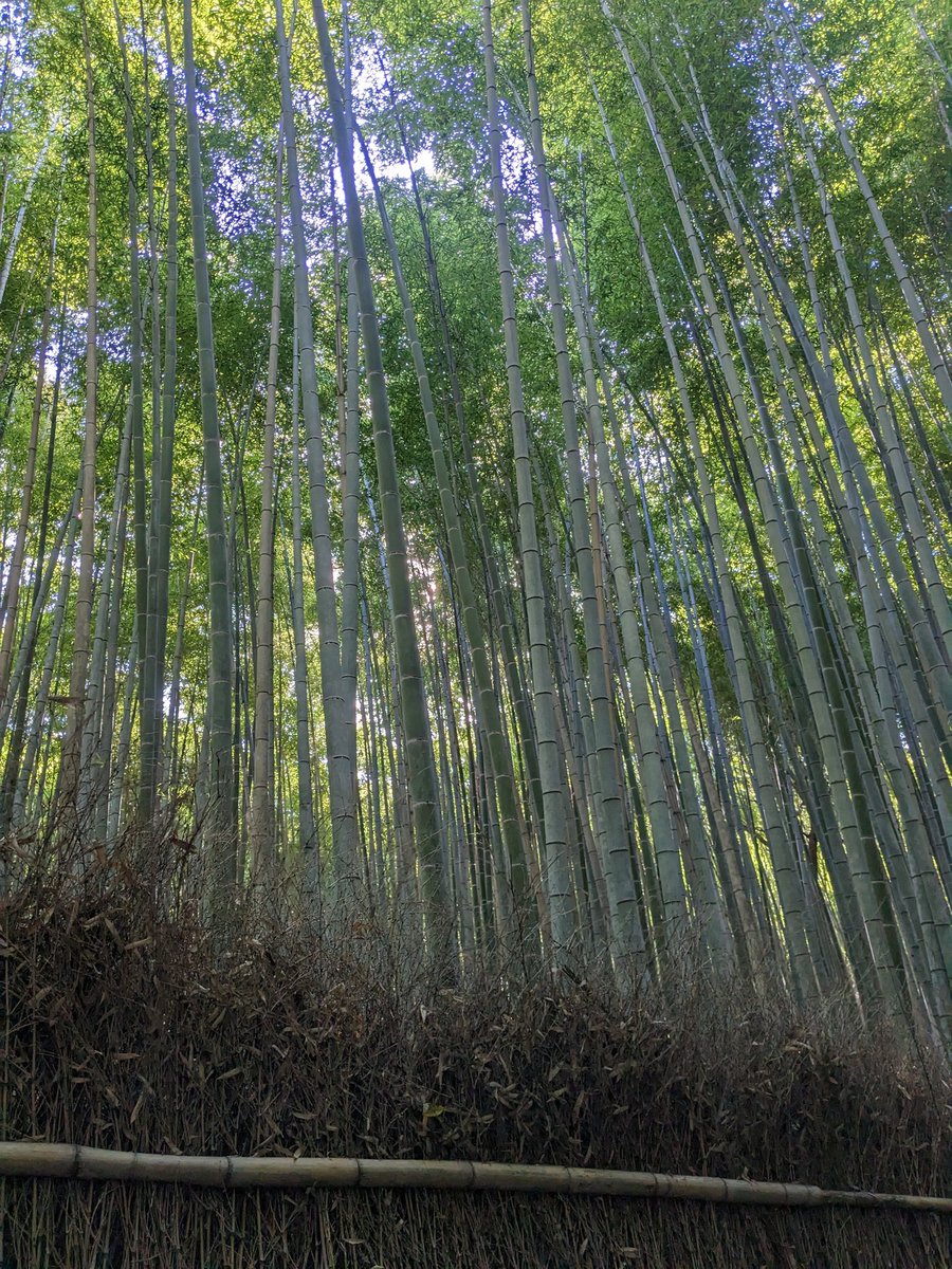 AyanJeloka's tweet photo. #Day5 in #Japan was #Arashiyama (bamboo forests) and then #PhilosophersPath (one of the most beautiful places I've ever seen!) followed by the #KiyomizuDeraTemple. The day ends at a #SakeBar - #MasuyaSaketen (highly recommended)! #Kyoto has something for everyone https://t.co/UyBvzP0iFf