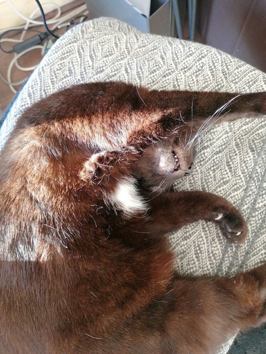 FurlongJustin's tweet photo. Cat in the sun #CatsOnTwitter #CatsintheSun #CatsofTwittter #Cat #stressfree #Stress https://t.co/d1SawBcEuX