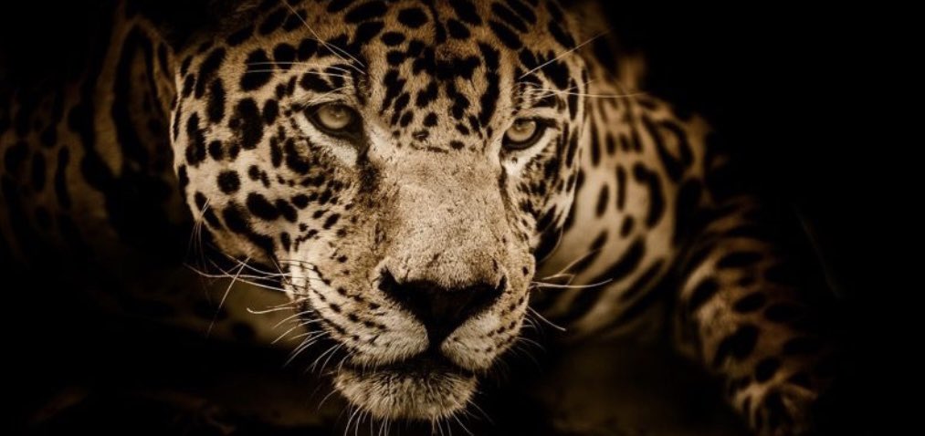 JagBlackShirts tweet media