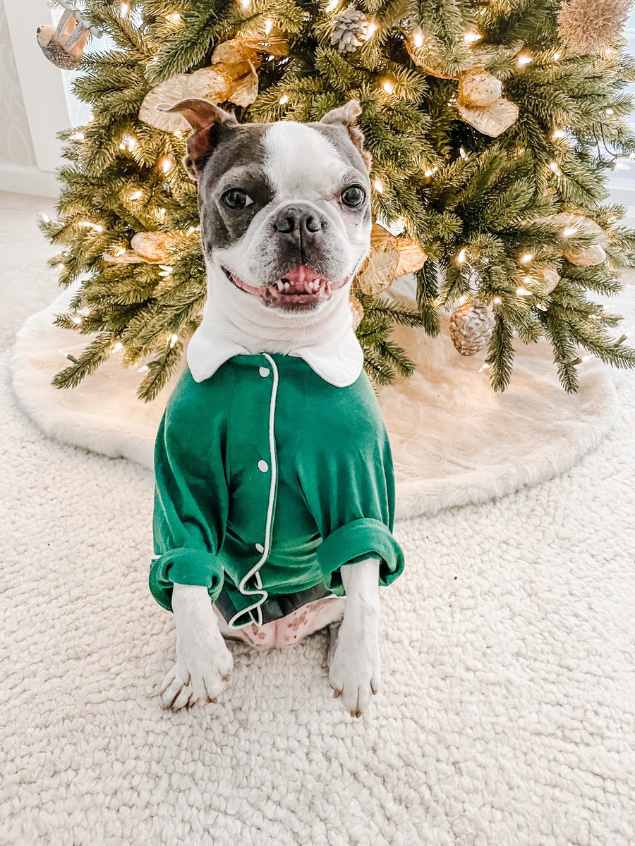 BostonZeezee's tweet photo. Me, the tree 🎄 and my tiny front teeth 🦷 https://t.co/iBLMstpAnx