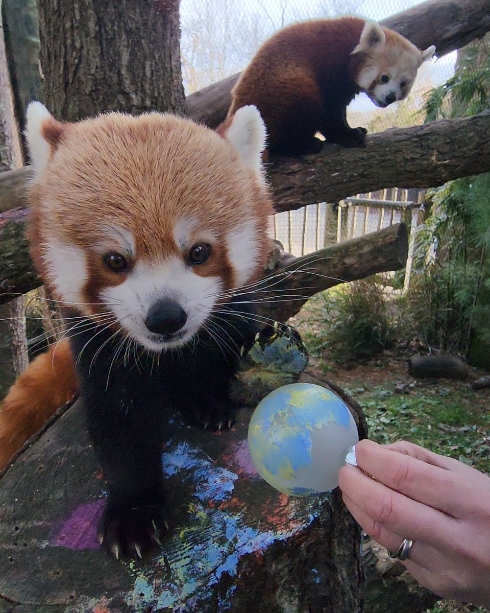 Ornaments painted by red pandas!? YES PLEASE! Proceeds from Art Gone Wild support the Zoo's education and conservation programs. Check out the amazing artwork 🎨🐾
events.handbid.com/auctions/art-g…