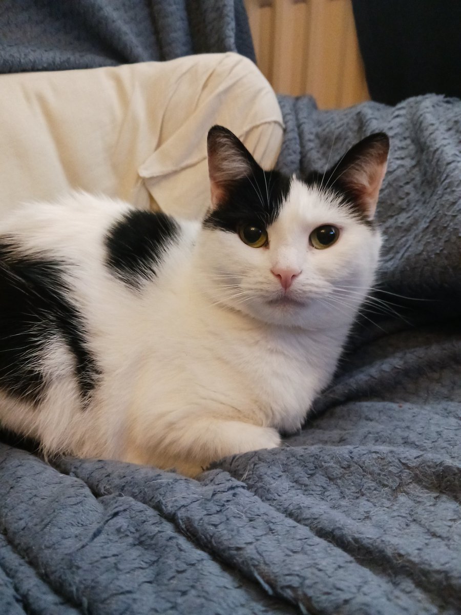 LookAPotatoCat's tweet photo. Mini moo the seat thief always takes your spot the moment you leave the room https://t.co/NIw1UhugdJ