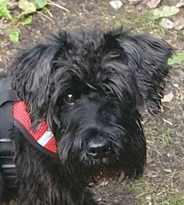 Ｖａｄｓｔｅｎ 🇵🇸 🇺🇦 tweet media