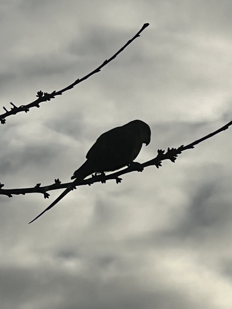 Great day so far. First ever parakeet seen on our cherry tree and the kind of mail I can get behind. I like your style ⁦<a href="/AudioFileMag/">AudioFile Magazine</a>⁩! 🎧 🤩