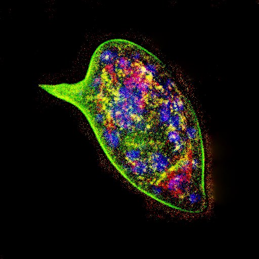 CPS calendar 3/12
Today we are presenting you an amazing shot of fluorescent schistosome egg sent to us by Sasa Stefanic (🧵1/3).