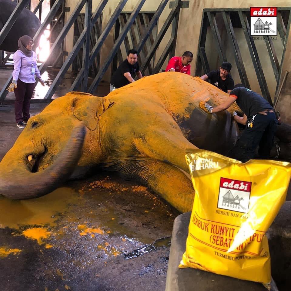 IsskndarAriffin's tweet photo. Siapa sangka Serbuk Kunyit mampu dijadikan bahan perubatan untuk haiwan?

Pihak Adabi Consumer dengan kerjasama Zoo Negara telah ‘mandikan’ gajah dengan serbuk kunyit pagi tadi (18/3/2019 | 9pagi). Gajah tersebut telah dilumurkan dengan kunyit pada keseluruhan badannya. https://t.co/q4Igoiz33c