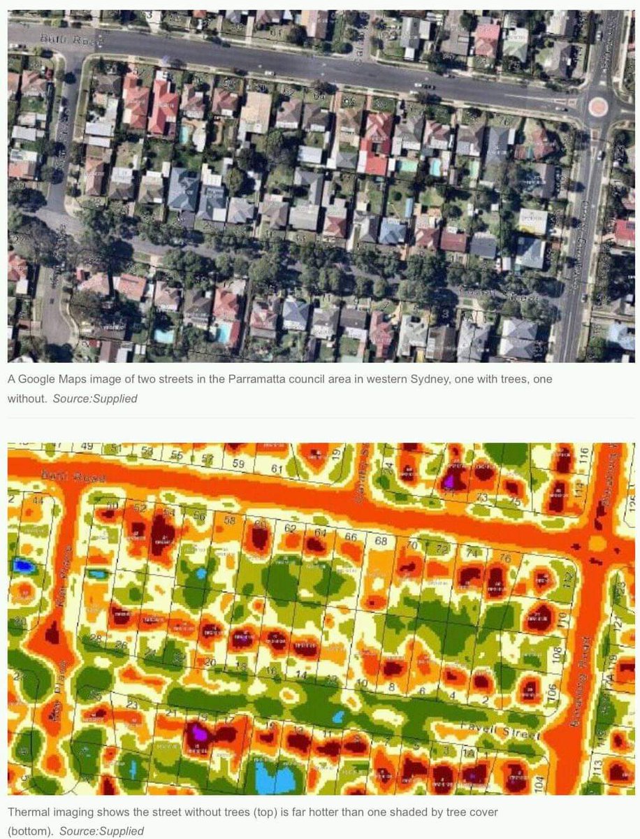 alejandrocsome's tweet photo. Aprovecho que se viralizo para comentar: Esto son dos calles en Parramatta, Sidney. Una con árboles y otra sin. La imagen inferior es la medición termal en las dos calles.

Incontables beneficios, hasta económicos.

ARBOLES. SOMBRA. HOJITAS. https://t.co/jL0vTwhuQd