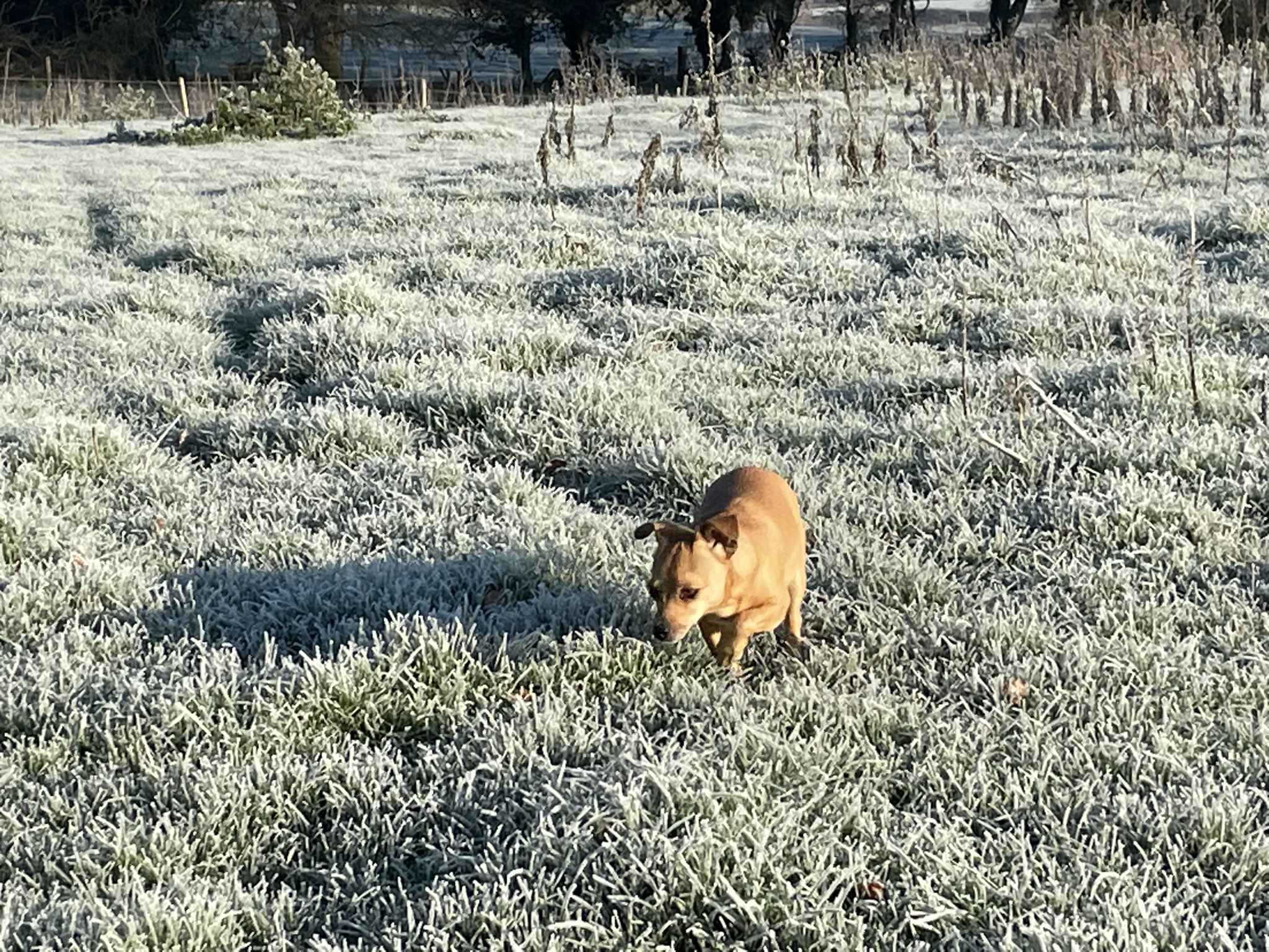 Zwartbles Ireland • Suzanna Crampton on Twitter "Today was frosty cold
