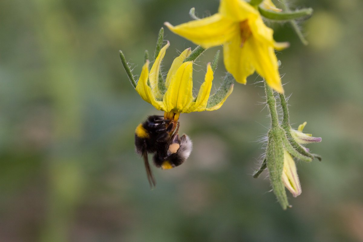 Did you know there are over 200 different species of bumblebees? We didn't either, until we partnered with the <a href="/BumblebeeTrust/">Bumblebee Conservation Trust</a> to help education young people on the importance of bees to our ecosystem.