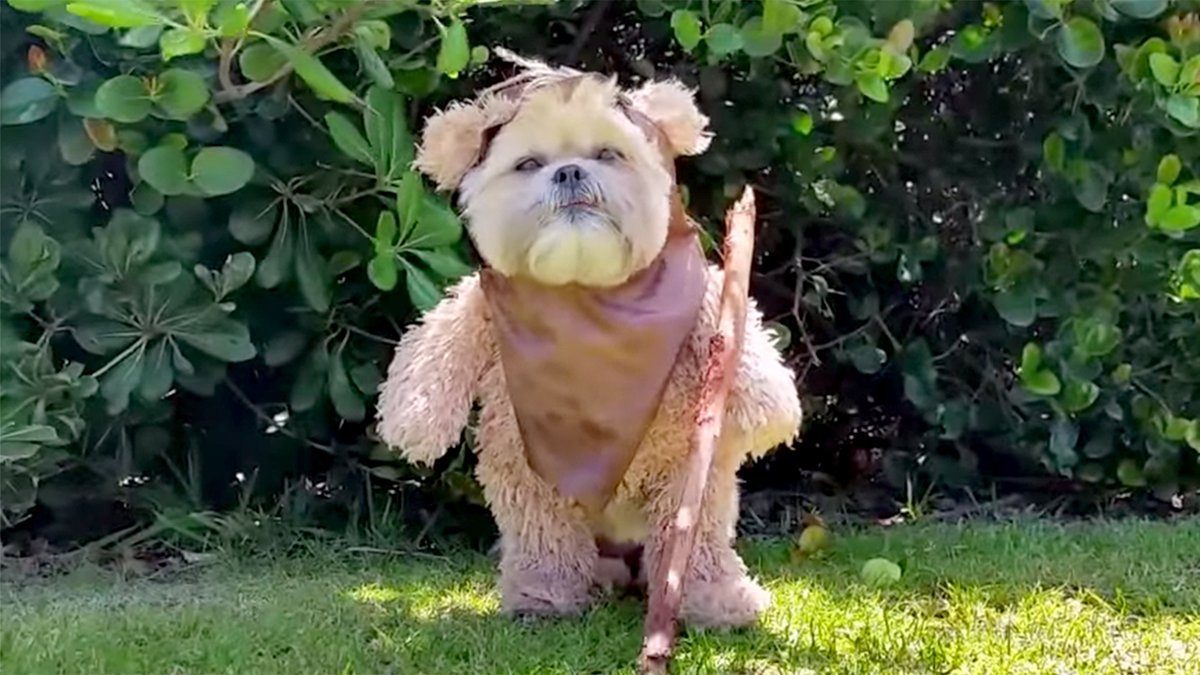 EwokLumat's tweet photo. Aww hi buddy. #ewokdog https://t.co/CF5jaIz0Nq