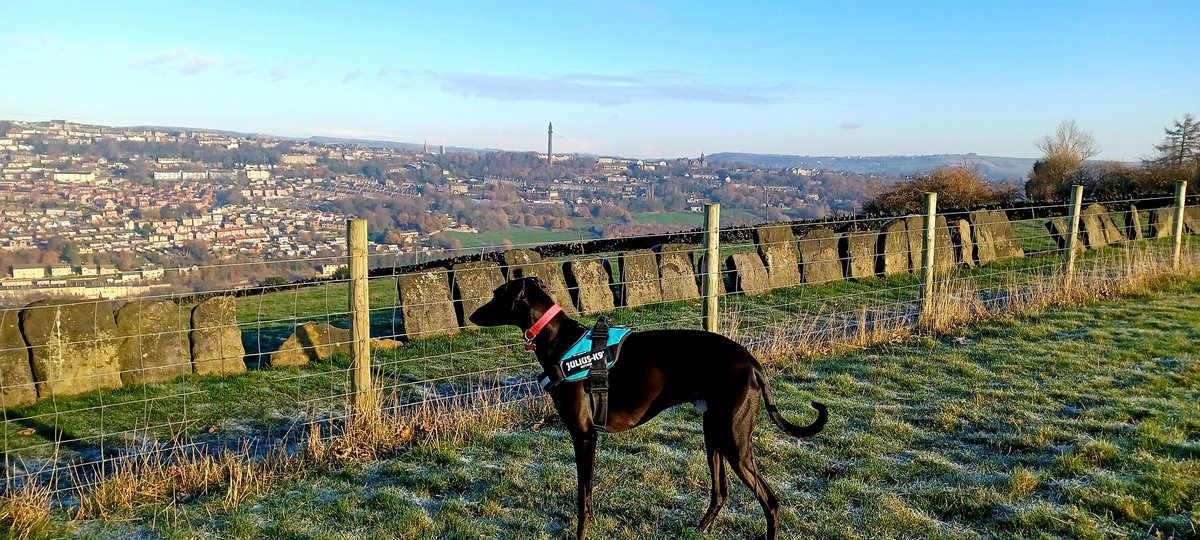 Rosemount63's tweet image. Frosty zoomies 🥶🐾 but what a view ☀️ Check out 'Merlin our Dog' 
youtube.com/@mikebriggs7204
#walkingthemoors #lurchersoftwitter #penninewinter