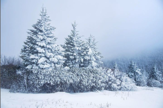 JohnsonCityCVB's tweet photo. The Winter Wonderland we're all dreaming of is right here on Roan Mountain βοΈπ
πΈ: https://t.co/lNVrNhhn7Z https://t.co/8gQ8GNrEye