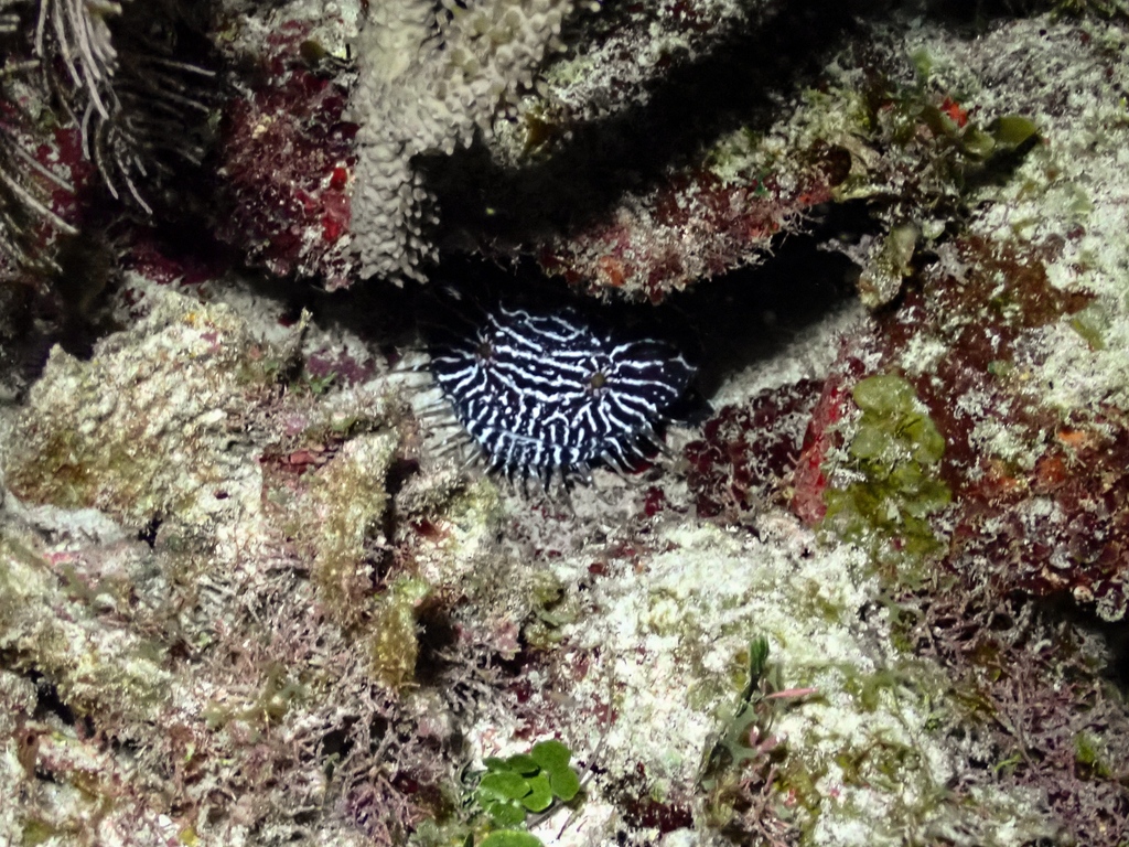 Marine ecologist <a href="/RossWhippo/">Ross Whippo 🏳️‍🌈</a> was lucky enough to spot this whitelined toadfish (Sanopus greenfieldorum), typically heard but not seen on the reef. The species is endemic to #Belize and can be heard croaking, err signing, to woo a mate.
#marinescience #fish #coralreefs