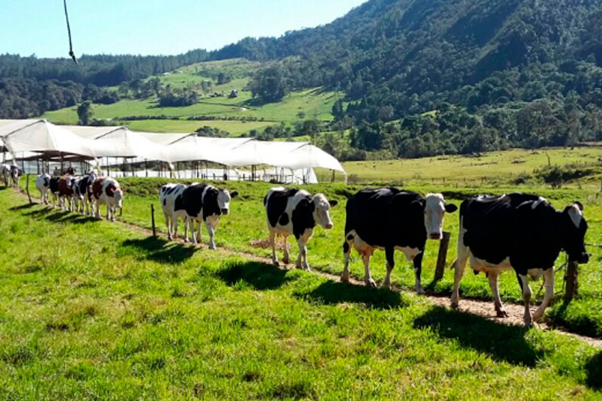 PrensaUNAL's tweet photo. #AgenciaUNAL | Diarrea y neosporosis 👀 , enfermedades que tienen en jaque a los #hatos lecheros 🐄 . Conoce más detalles del estudio que se realizó en 512 fincas de #Guatavita.
👉https://t.co/lHrGHxKAUw
#SomosCampo https://t.co/ZCMwj7fsdy