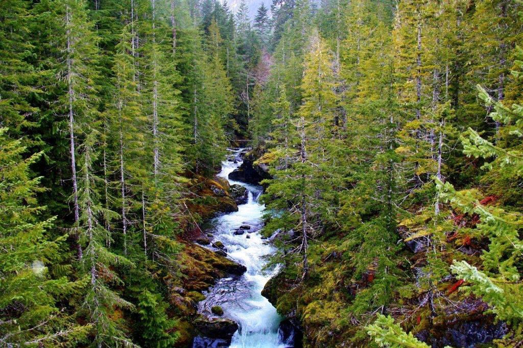 WildOlympics's tweet photo. The clock is ticking this year for Congress to pass #WildOlympics. Counting on @PattyMurray, @SenatorCantwell &amp; @RepDerekKilmer to keep fighting to pass this important bill this year to protect #salmon streams &amp; clean water for our future! 
RT IF YOU AGREE! (Pic by @Exotichikes) https://t.co/av4OlLIPBh