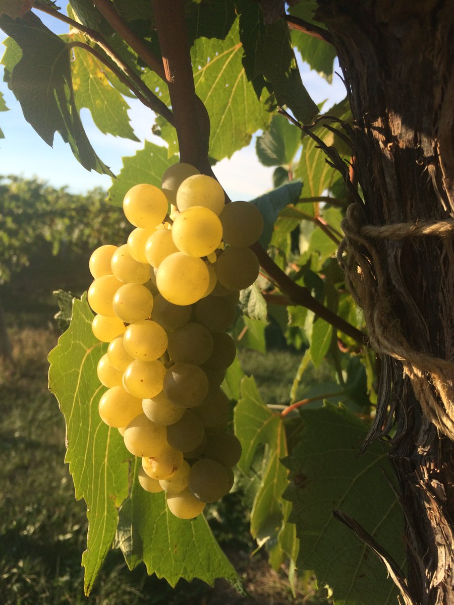 Jason P. Londo🏳️‍🌈🍇🍎shiversherlock.bsky.social tweet media