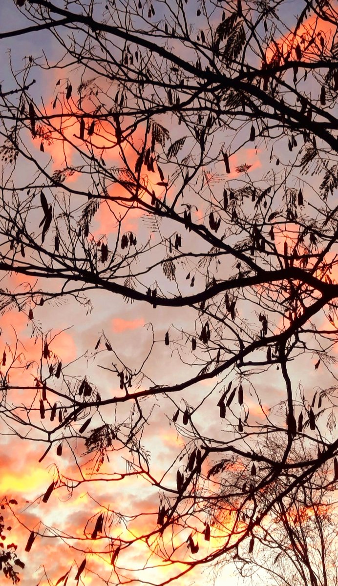 "Sólo nubes con nubes, siempre nubes más allá de otras nubes semejantes, sin palabras, sin voces, sin decir, sin saber; últimas soledades que no aguardan mañana"

Luis Cernuda.
#BoasNoites