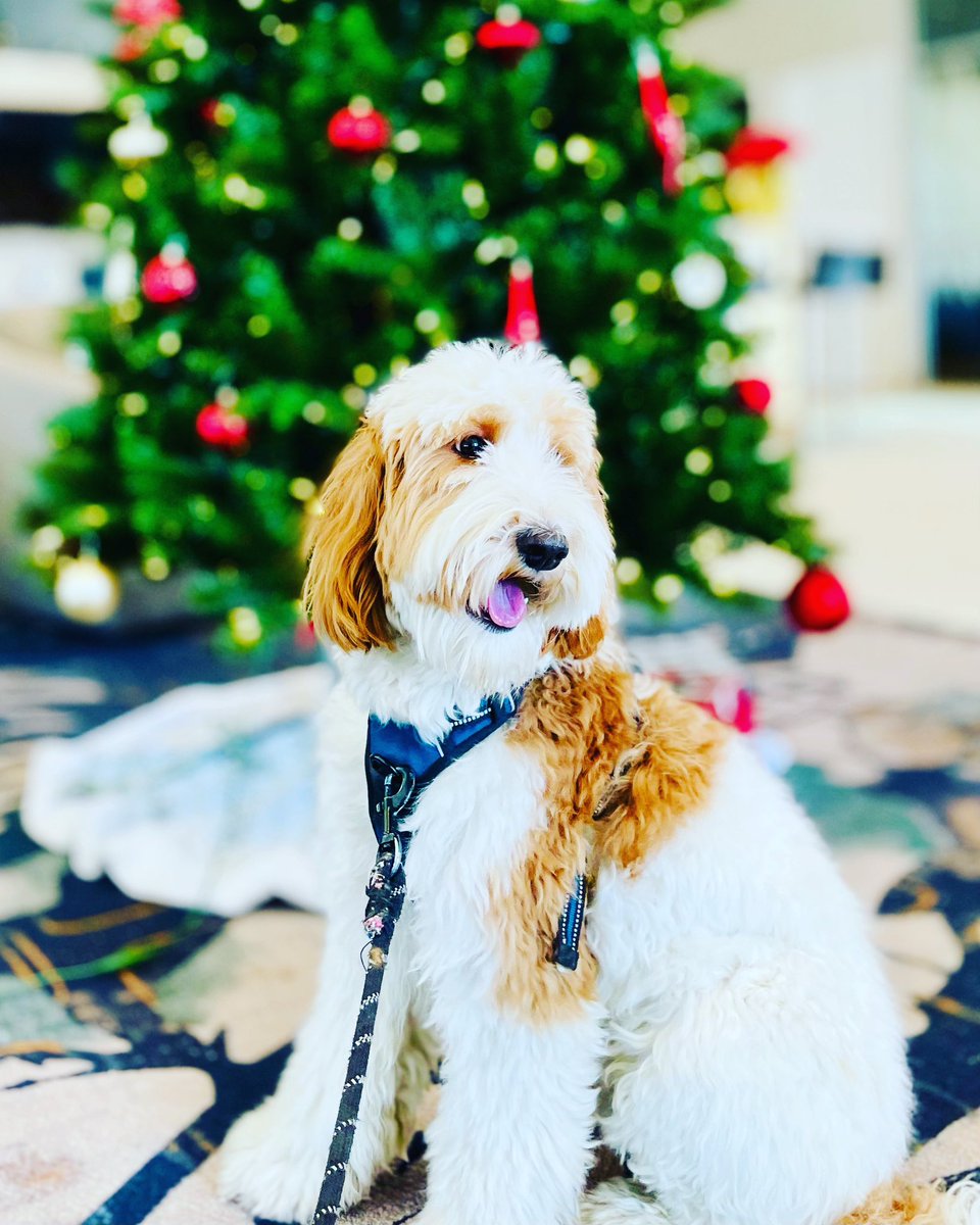 Gautam Sharma (@gautamsharmamd) on Twitter photo Happy Holidays to one and all!! Stay safe and healthy. Thank you to all friends and family for all the support through the year. Aspen sends warm wishes to all :-)))<a href="/ASRA_Society/">ASRA Pain Medicine</a> <a href="/NANS_ION/">NANS Official</a> <a href="/ASALifeline/">ASA®</a> <a href="/AnkitMMD/">Ankit Maheshwari</a> <a href="/drnidhisharmaa/">Nidhi Sharma MD</a> <a href="/NarouzeMD/">Samer Narouze,MD,PhD,MMM</a> <a href="/UHAnesthesia/">University Hospitals Anesthesiology Residency</a> <a href="/hayek_salim/">Salim M Hayek, MD, PhD</a> #ASRARSC Happy Holidays to one and all!! Stay safe and healthy. Thank you to all friends and family for all the support through the year. Aspen sends warm wishes to all :-)))<a href="/ASRA_Society/">ASRA Pain Medicine</a> <a href="/NANS_ION/">NANS Official</a> <a href="/ASALifeline/">ASA®</a> <a href="/AnkitMMD/">Ankit Maheshwari</a> <a href="/drnidhisharmaa/">Nidhi Sharma MD</a> <a href="/NarouzeMD/">Samer Narouze,MD,PhD,MMM</a> <a href="/UHAnesthesia/">University Hospitals Anesthesiology Residency</a> <a href="/hayek_salim/">Salim M Hayek, MD, PhD</a> #ASRARSC