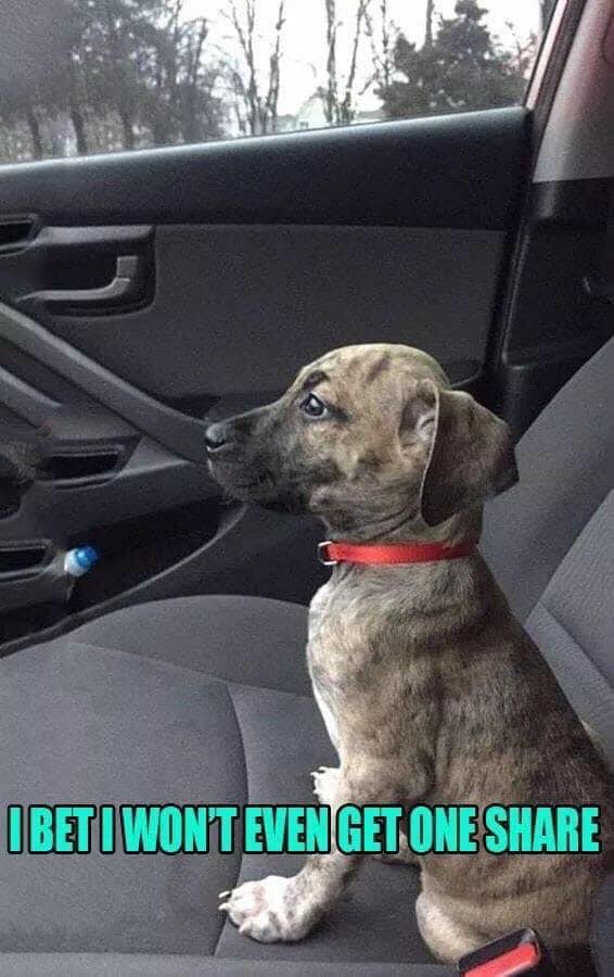 Tweets of Dogs tweet media