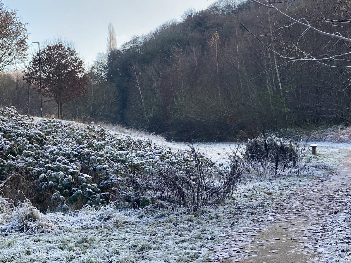 Rachelcroft9's tweet photo. Lunchtime winter walk…love the patterns of the frost on the foliage https://t.co/x0ZAGjbSD8