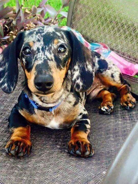 #dachshund #Dachshunds #Dog #dogs https://t.co/ce5ABrqqDi