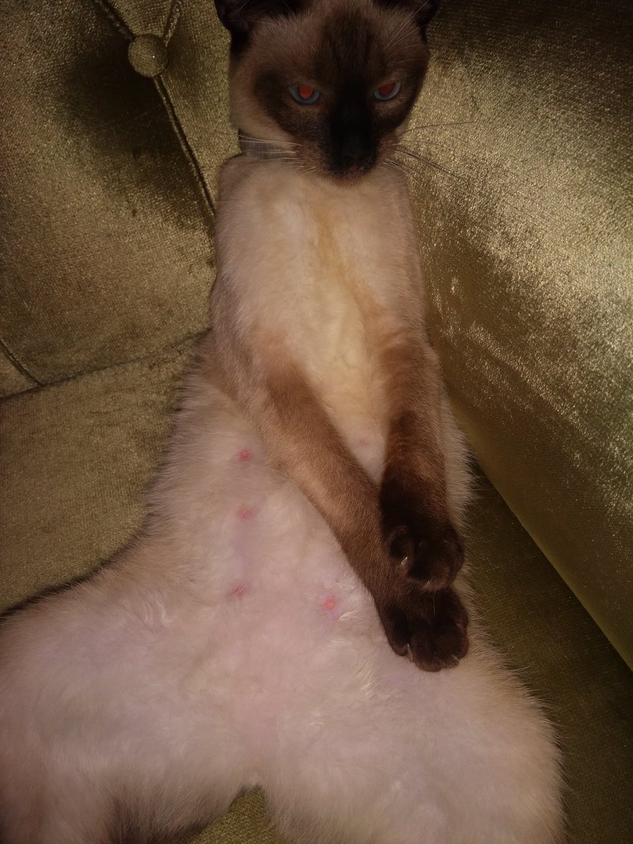 Hamile Bir Prenses Bırakayım Buraya 😍 #Kedi #Siyam #HayvanaSiddetSuctur