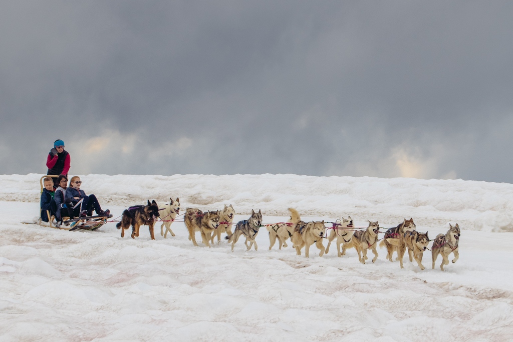 Camp Suisse tweet media