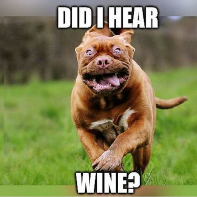 wscwinery's tweet photo. I think we can all relate to this. Cheers to Friday! 
#WestSandyCreek #WSCWinery #TexasWinery https://t.co/YDwkSmg0HQ