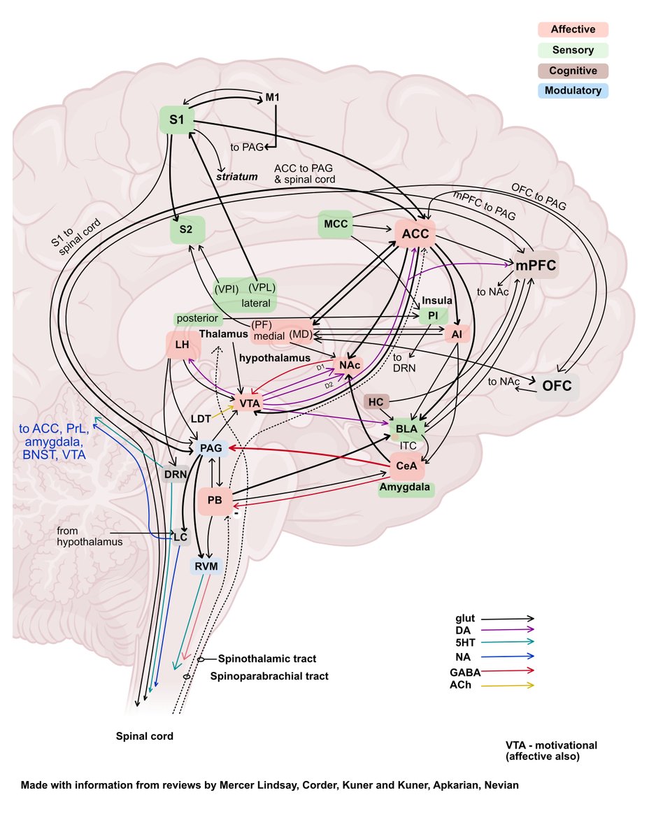 I made this figure while writing my PhD thesis. This might be of interest for other pain researchers!

Information from reviews/research articles by <a href="/7867Mercer/">Nicole Mercer Lindsay</a>, <a href="/GregScherrer25/">Grégory Scherrer</a>, <a href="/FlyBottleEscape/">⚡️GREG_CORDER⚡️</a>, Rohini Kuner, Vania Apkarian, and Thomas Nevian.