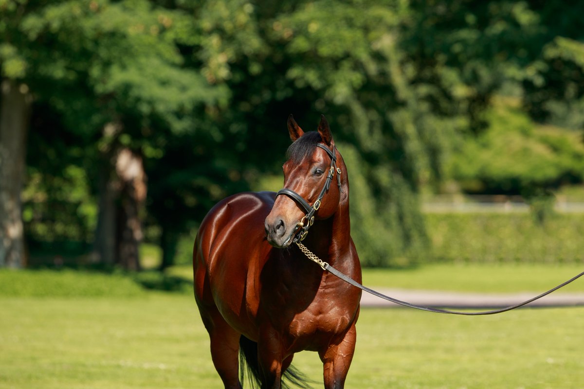 Promising results for our Royal Ascot conqueror #HelloYoumzain after his first foals sale 🚀 Read more about his sales results: cutt.ly/20yuRqG