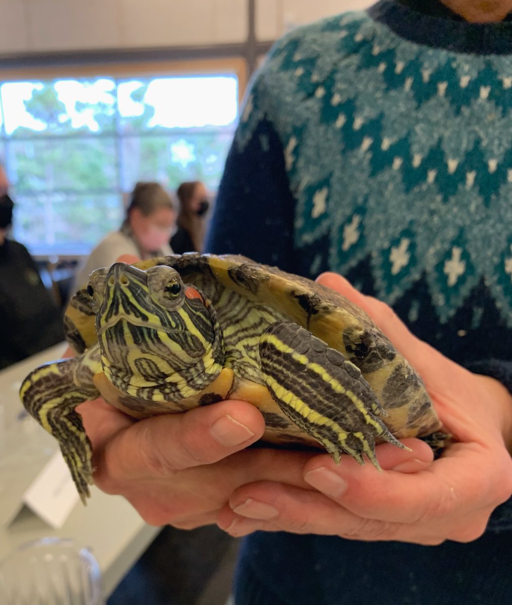 RachelAnneke's tweet photo. What an amazing workshop this has been! Great information shared and even greater collaboration going on within the museum community 🤩! Excited to dive right in! Also, got to meet Anne’s (from @manltweets) turtle, Squirt! #publicprogramming #interpretation @IslandRooms https://t.co/zqSzvQkRiK