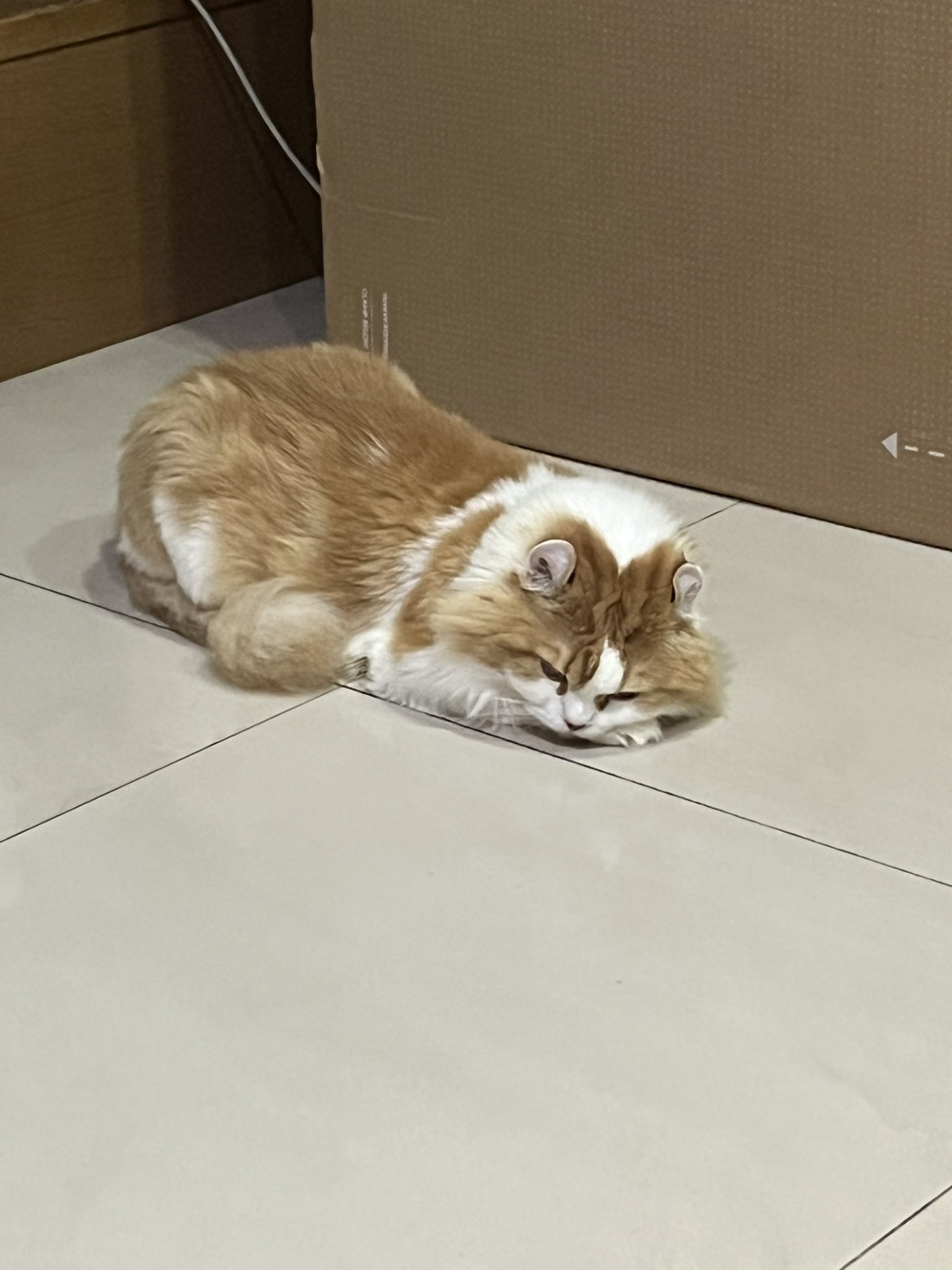 Jan小兔子 on Twitter: @LuLu202203 毛絨絨的 t.corzaNdmN3Qt  Twitter