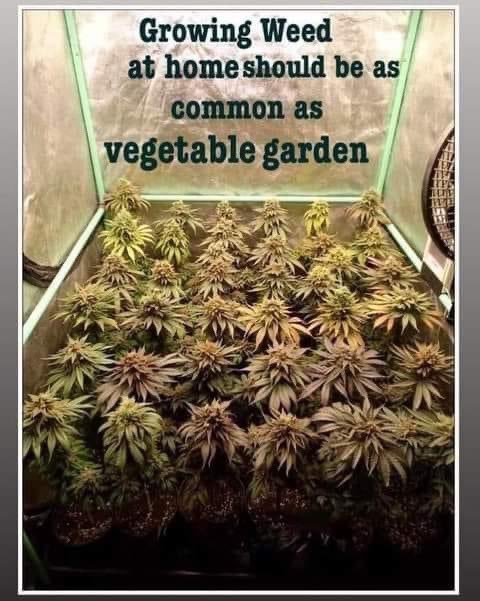 Home grow absolutely needs to be included in any legalization bill!!  Access &amp; cost are vital for patients!! #LegalizeIt #CannabisCommunity #Mmemberville #Cannabis #Weed