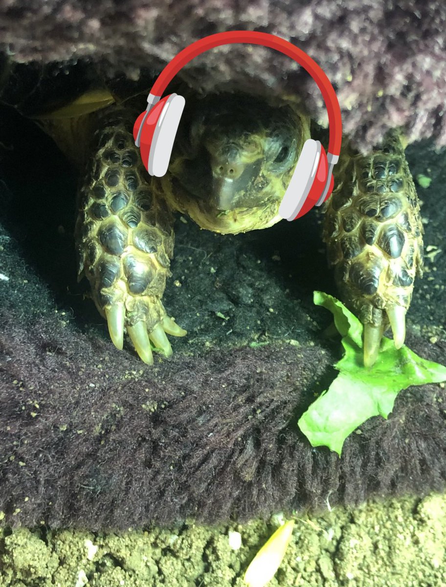 Hello everyone- I’m hiding in my boot and I’ve had to get my headphones out again, because, goodness me, Eric the dog can SNORE!! 💤 🐢🐶🤣 #StopSnoring #Noisy
