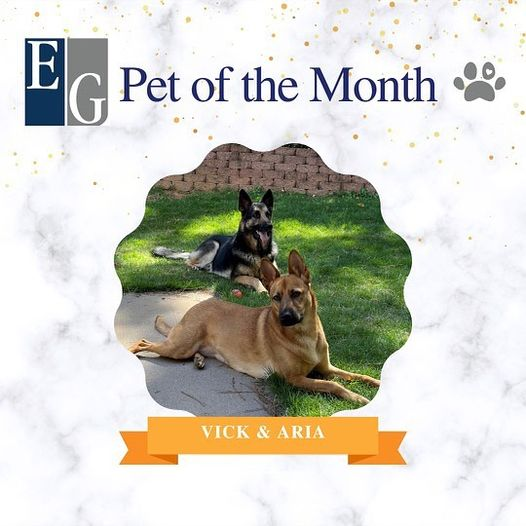 EraclidesGelman's tweet photo. Meet our Pets of the Month - Vick and Aria (Nina Szymaszek - Georgia)! They love to play catch and also chill in the grass when they are done! #EGPets #EGPetoftheMonth https://t.co/YHsb6sRpgz