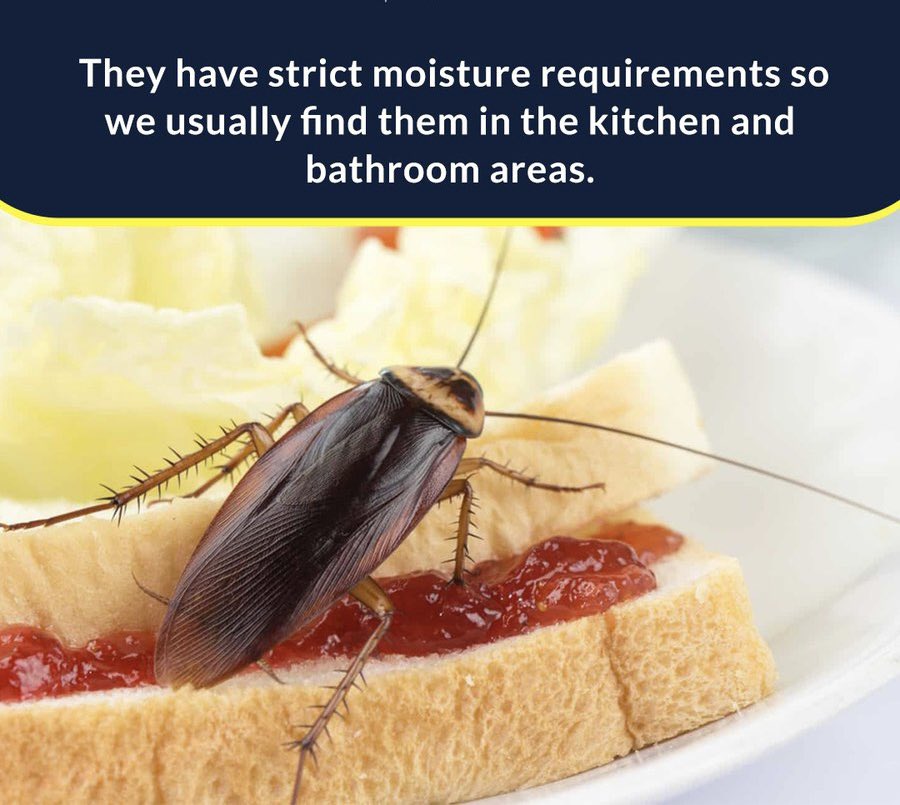 AjisonLtd's tweet image. Are you annoyed by cockroaches in your kitchen or bathroom!!

Our expert team will make a plan per your requirements and apply it in your home.✅

Contact 📞the Experts Today!

#ajisonpestcontrol  #Ajisonglobal #pestcontrolcompany 
@AdebolaGb 
@Oreoluwa_Finnih 
@Ahmedmusa718