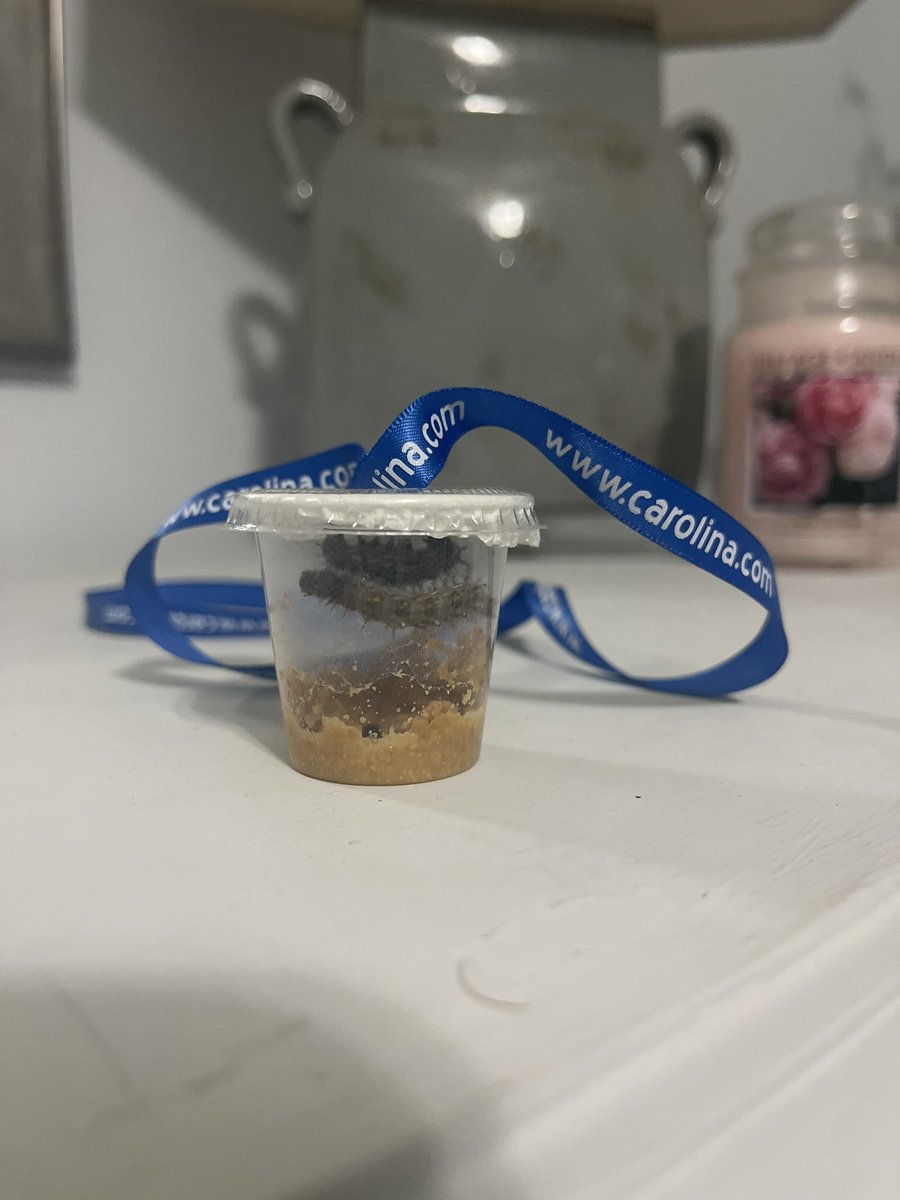 ms. sopher 👩🏽‍🔬 tweet media