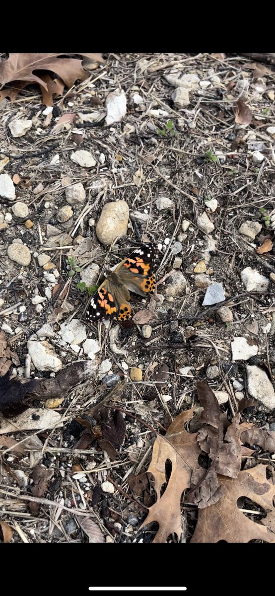 I got these little butterfly larvae from the #STATCAST22 conference a month ago and I got to release them into the wild as grown butterflies yesterday! Glad the weather is warm enough for them to survive!