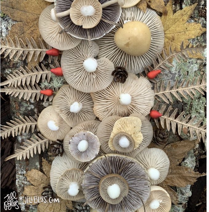 Mushrooms are finally appearing, some several months later than usual and drained of their usual color. For example, the gills of the yellow-topped Stropharia amigua (the two “darkest” ones here) sport a mere blush of their usual deep lavender-grey color this year. So interesting