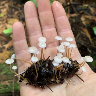 #NewProfilePic now that I was banned from Instagram for refusing to provide my exact birthdate, drivers license and passport while trying to donate $5 to a dog rescue there, I’ll try posting here daily instead. We’ll see how it goes!