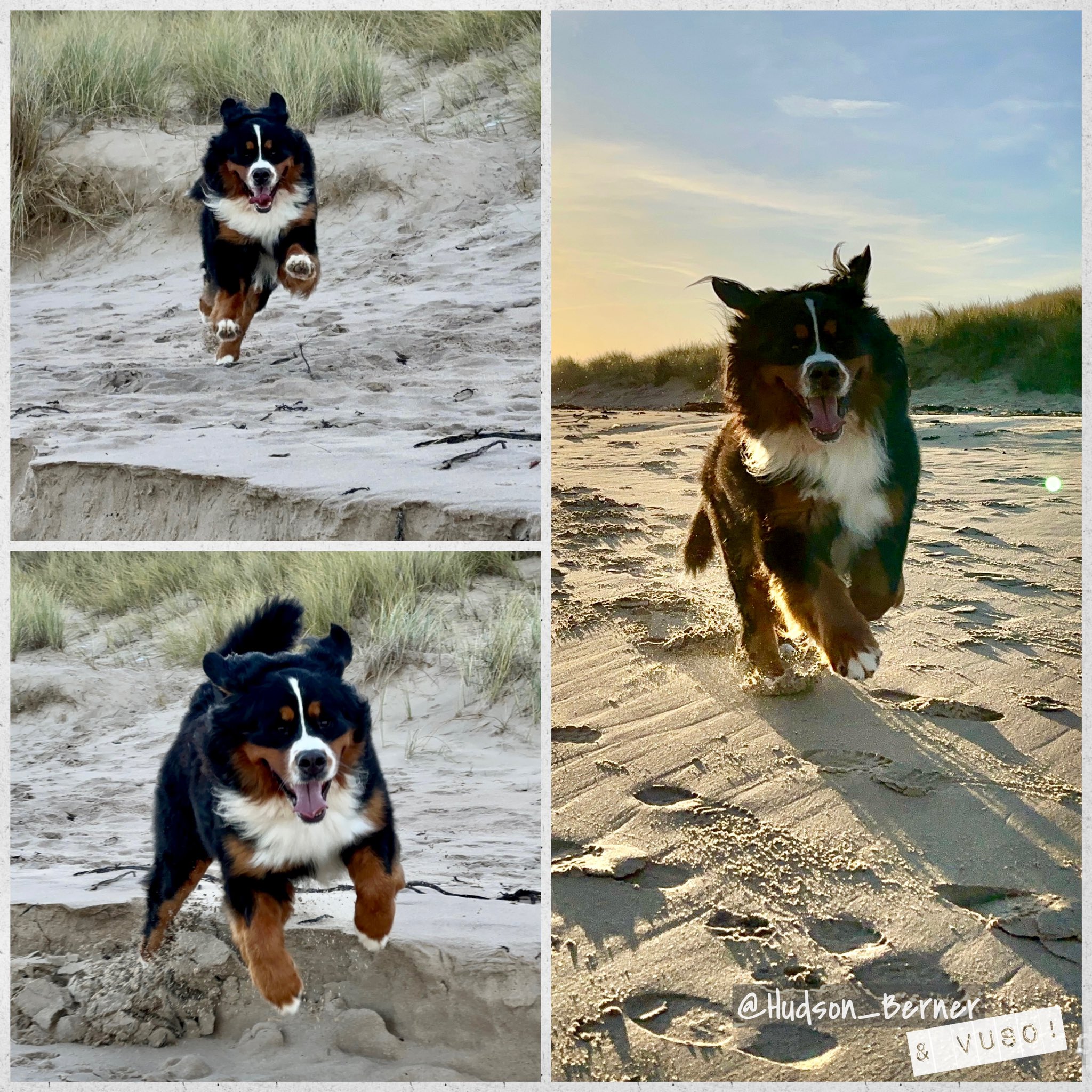 Hudson Vuso the Bernese Mountain Dogs Hudson Berner X