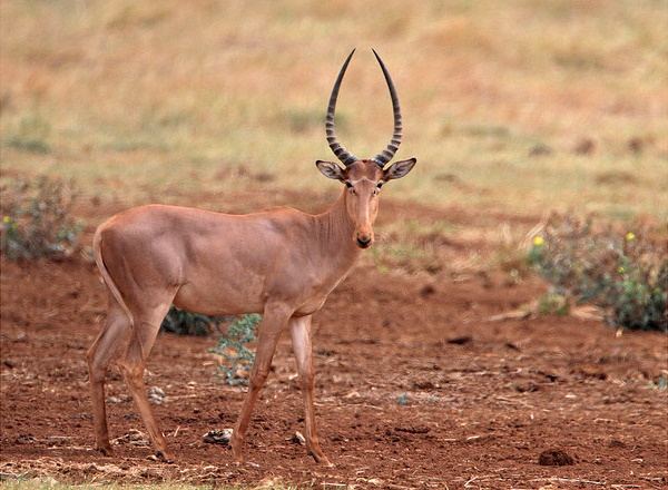 WordsnCollision's tweet photo. Antelopes - NOT what happens when two young insects in love run away together. #antelopes #horns #nature
https://t.co/SmnZvb2NvV https://t.co/JuMhsZjWfB