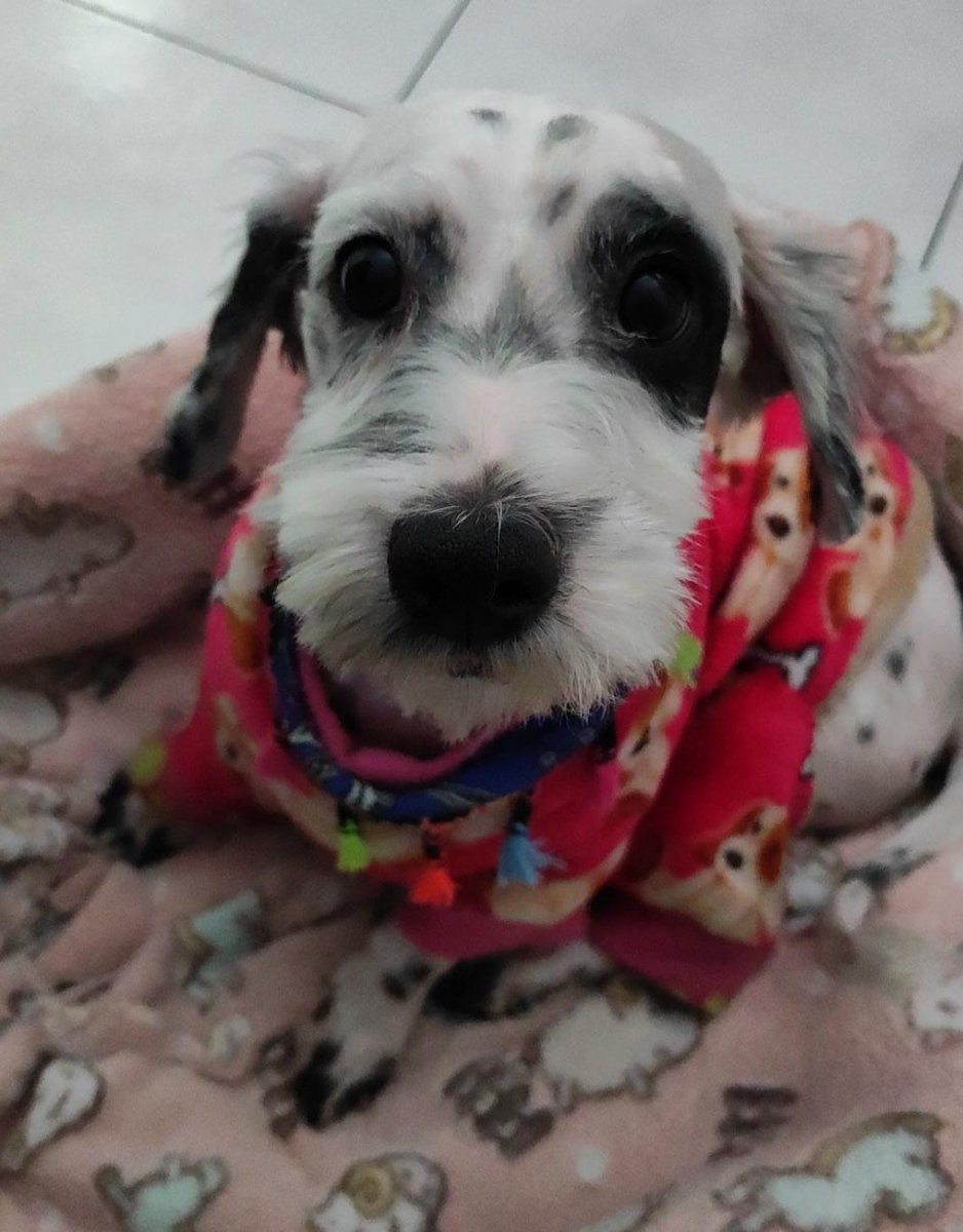 VIBRAmascotas's tweet photo. Pirata busca familia para pasar esta y todas las navidades, macho 2 años, talla chica, muy chaparrito, muy cariñoso #rt #cdmx #AdoptaNoCompres wats 5548724347 https://t.co/MC4l2X7UBh
