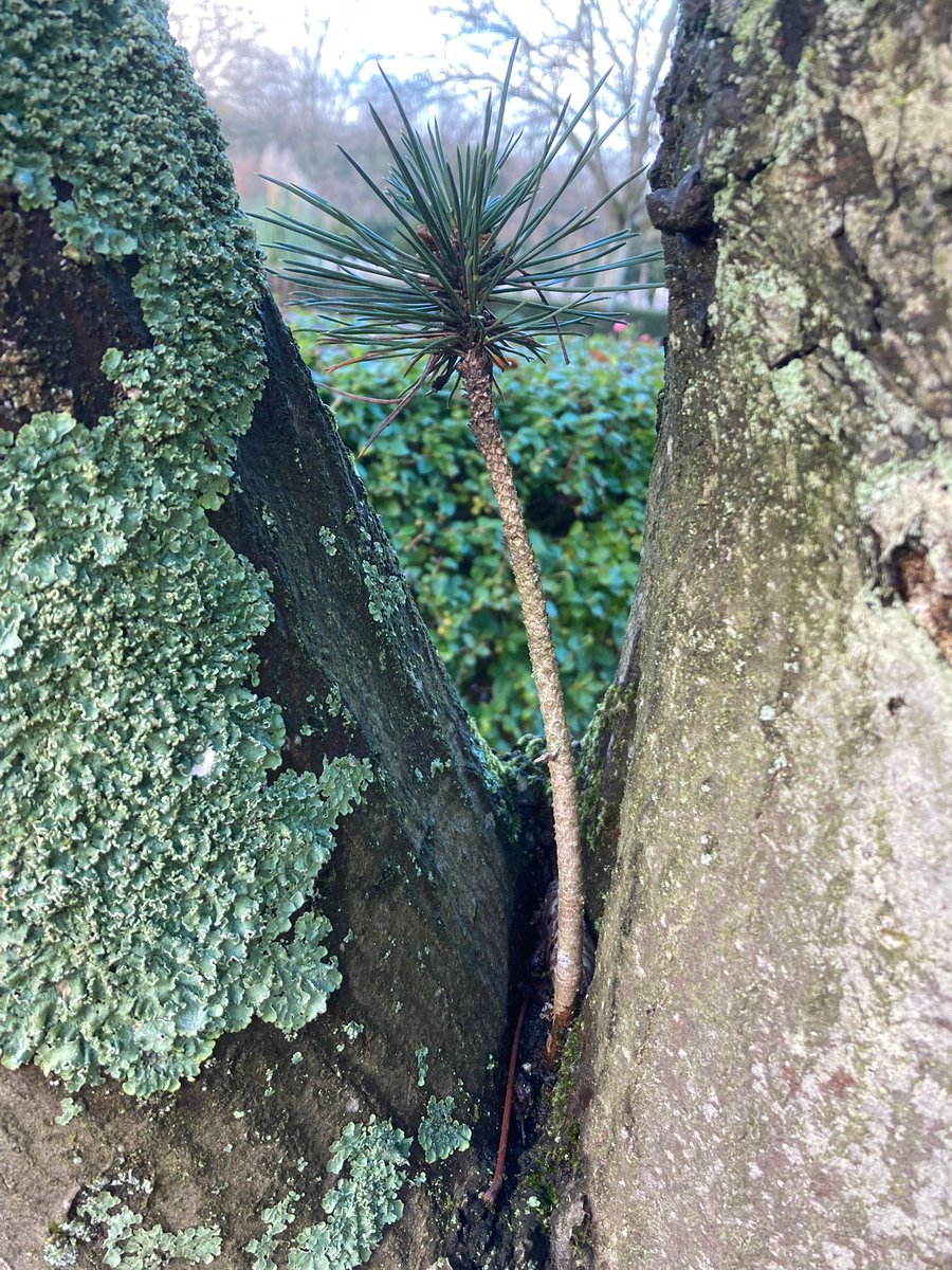 De week nog even afsluiten met een #paddenstoelen foto :-)