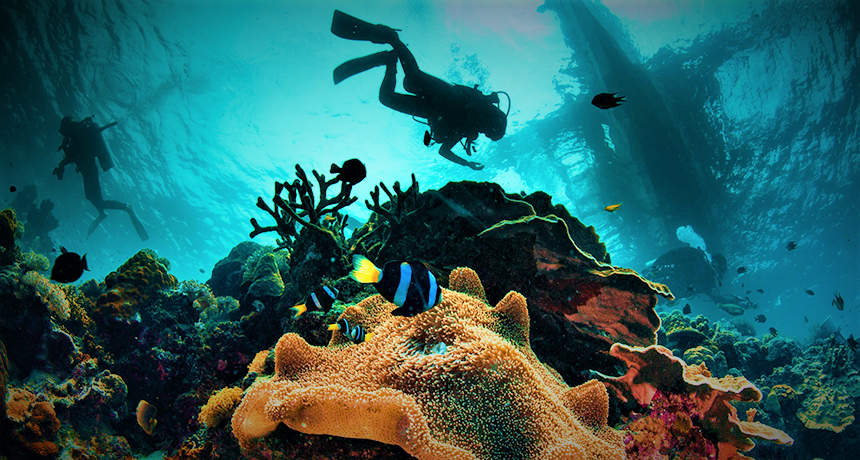 WetTribe's tweet photo. Climate change, ocean acidification, agricultural runoff, sewage discharge, over-fishing, dredging, ghost nets, plastics, sunscreens, and toxins have degraded important reef systems, resulting in a tremendous loss of coral. #WetTribe #TidetotheOcean #Scuba #CoralWeek https://t.co/Kotiyer2jm
