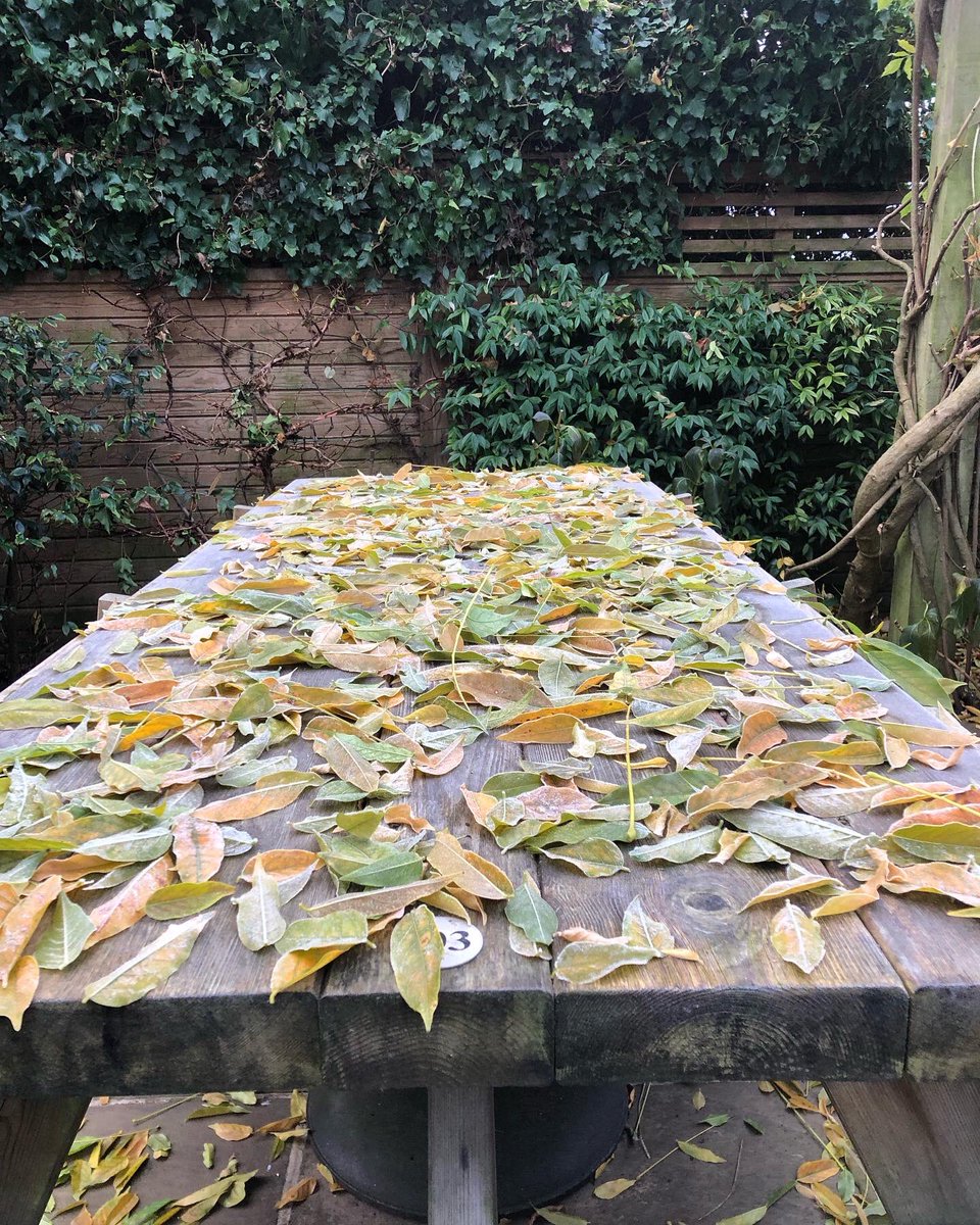 Janehill361Jane's tweet photo. The wisteria deciding it was just too cold last night !❄️
#leafdrop
#pubgarden
@TheKentishHare https://t.co/QgOxfot7va