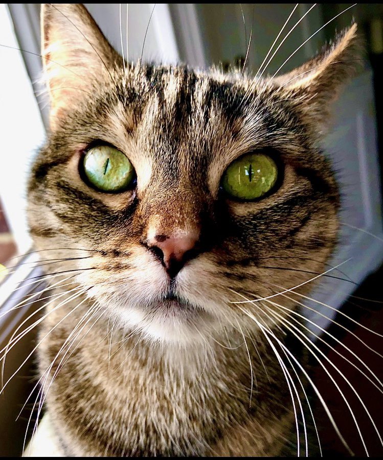 It’s very chilly outside. It makes me sad that there are kitties out there with no mummy or daddy to keep them warm 😿