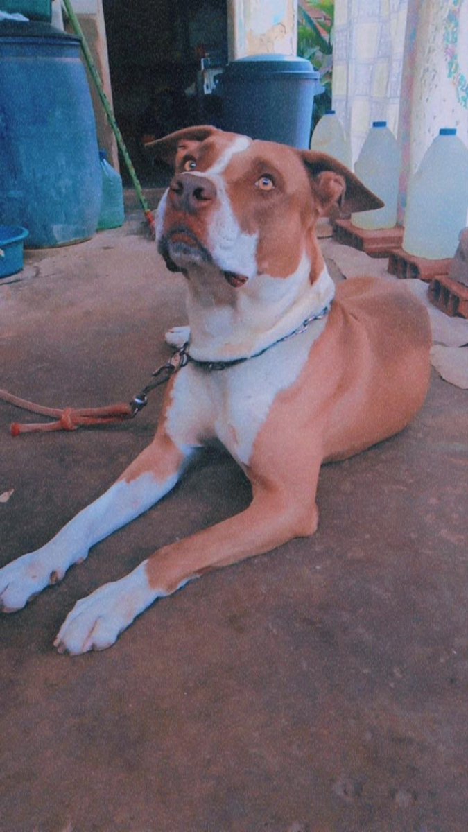 Edumoon6's tweet photo. @itimaliasof Meu bbzão medroso https://t.co/9KDLgJ5OmZ